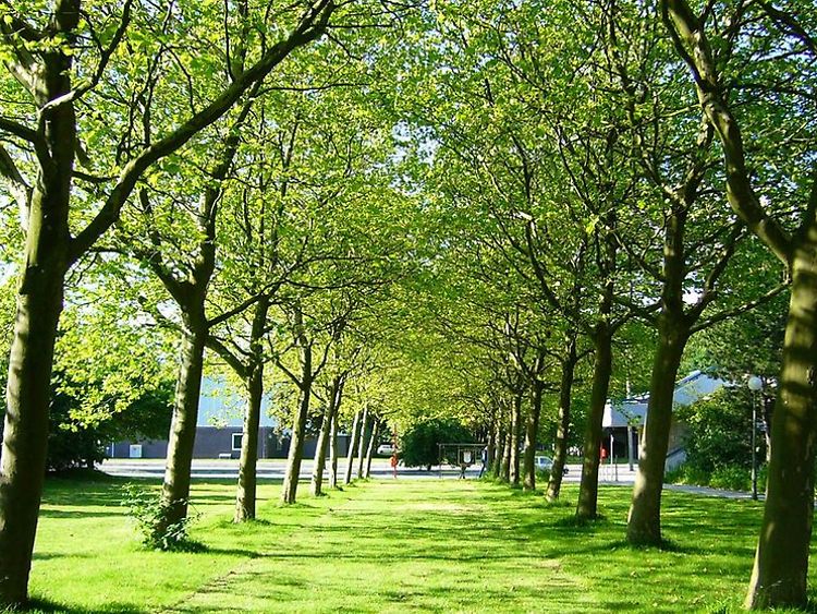  Bäume im City-Nord-Park