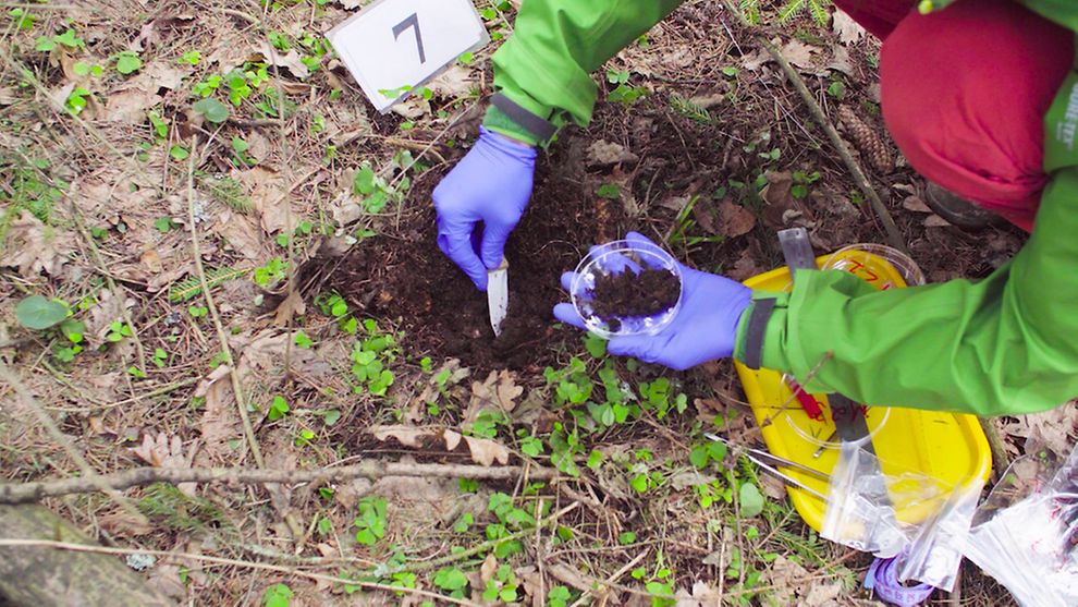Eine Person entnimmt eine Bodenprobe aus einem Waldboden.