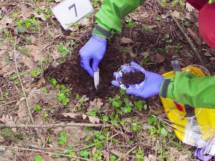  Eine Person entnimmt eine Bodenprobe aus einem Waldboden.