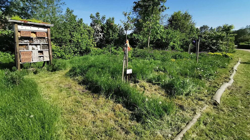Ökologische geförderte Grünpatenschaft Nr. 2 - KGV Am Ophof e.V - Streuobstwiese, Pflanzung von Blüh-und Wildstauden mit Insektenhotel