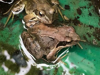  Ökologische geförderte Grünpatenschaft Nr. 3 - Am Heidredder - Biotop mit Amphibien