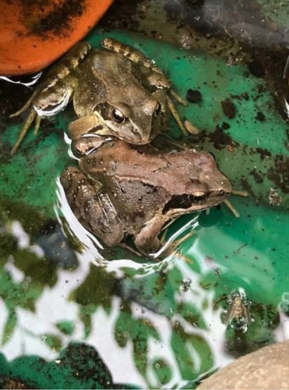Ökologische geförderte Grünpatenschaft Nr. 3 - Am Heidredder - Biotop mit Amphibien
