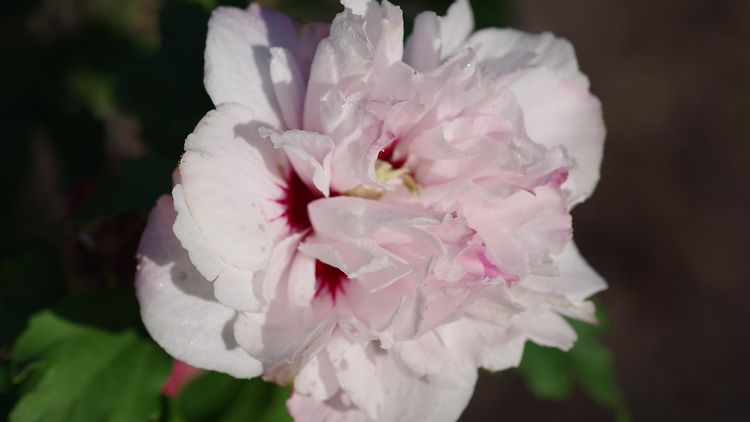  Garteneibisch | Hibiscus syriacus 'Lady Stanley'
