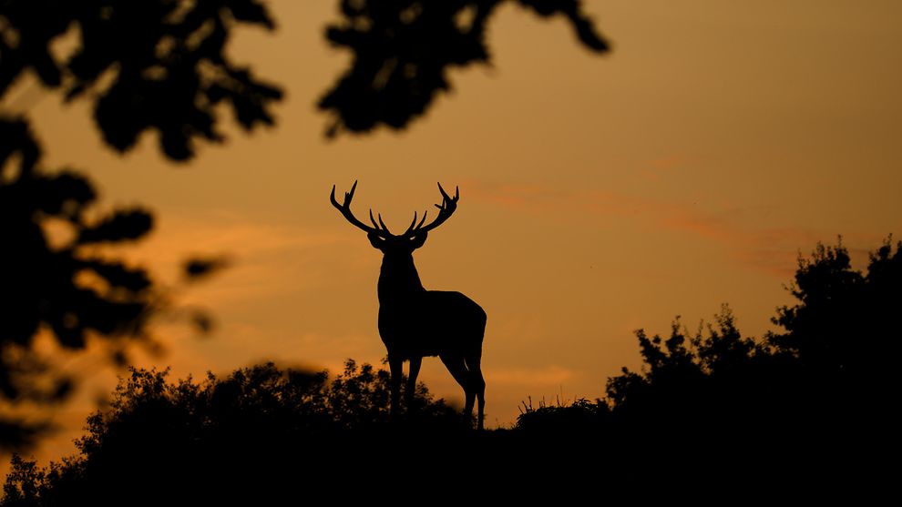 Eine Silhouette eines Hirsches in der Abendsonne.
