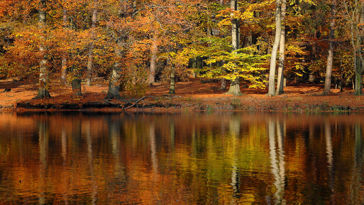  Aufnahme eines Sees in einem Waldstück mit herbstlichen Ambiente und Laubbäumen in orange und gelb.