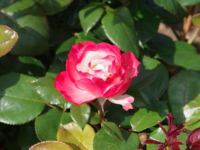  Blühende Rose