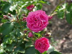  Blühende Rose