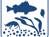  Stilisierte Darstellung einer Wasserpflanze, eines Wasserflohs, eines Fisches und einer Alge