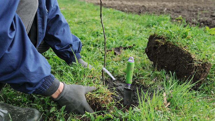  Eine Person mit Handschuhen, einem blauen Anzug und Schaufel pflanzt einen Baum in eine Wiese