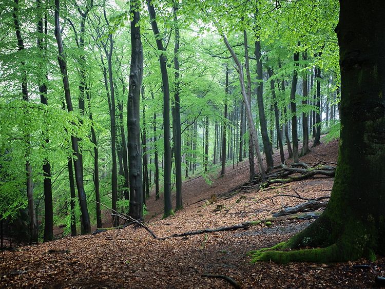  Bäume stehen auf einem leicht abschüssigen Walduntergrund.