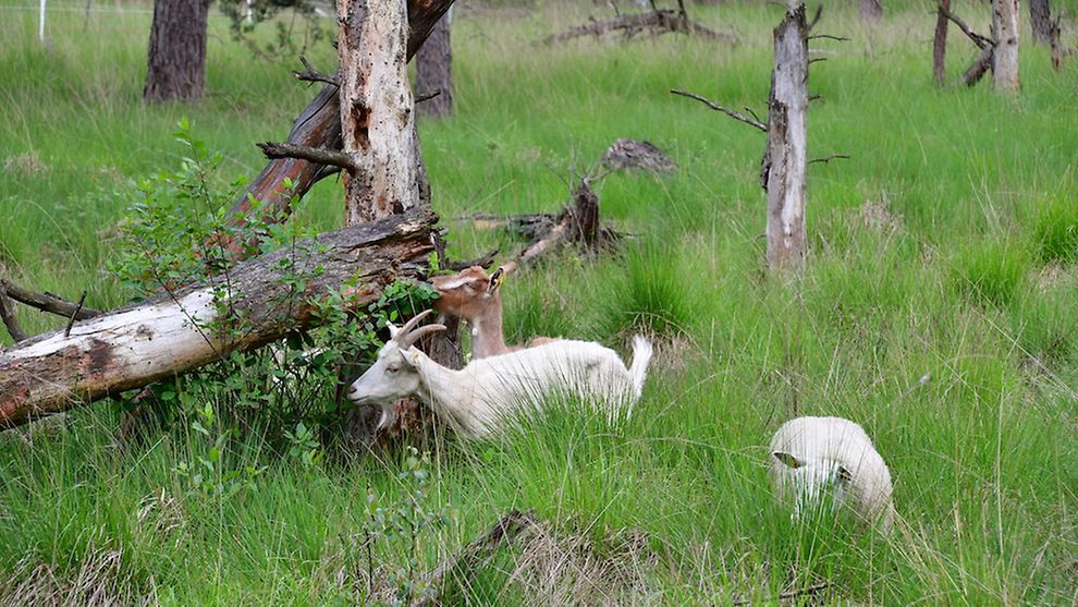 Schafe und Ziegen grasen auf einer grünen Wiese.