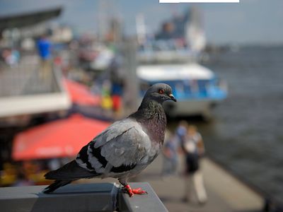  Eine Taube auf einer Brücke im Hamburger Hafen.