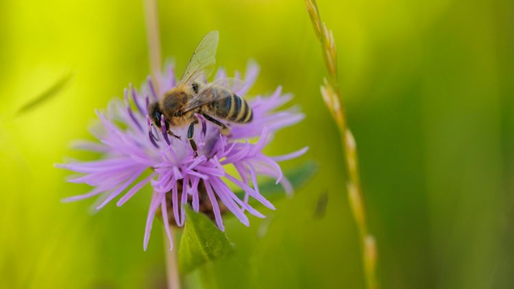  Eine Biene sitzt auf einer Blume.
