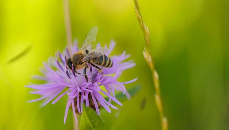 Eine Biene sitzt auf einer Blume.
