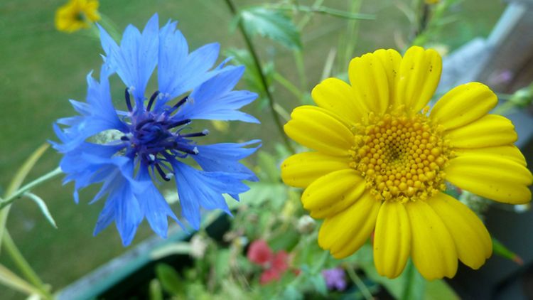  Eine blaue und eine gelbe Blume. Die gelbe Blume ist eine Gerbera