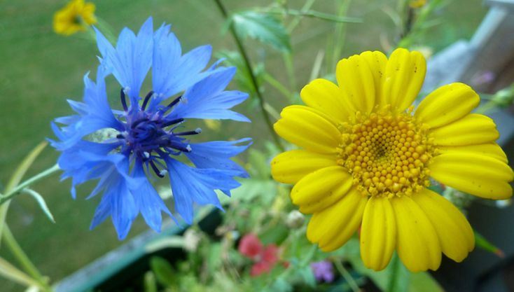 Eine blaue und eine gelbe Blume. Die gelbe Blume ist eine Gerbera