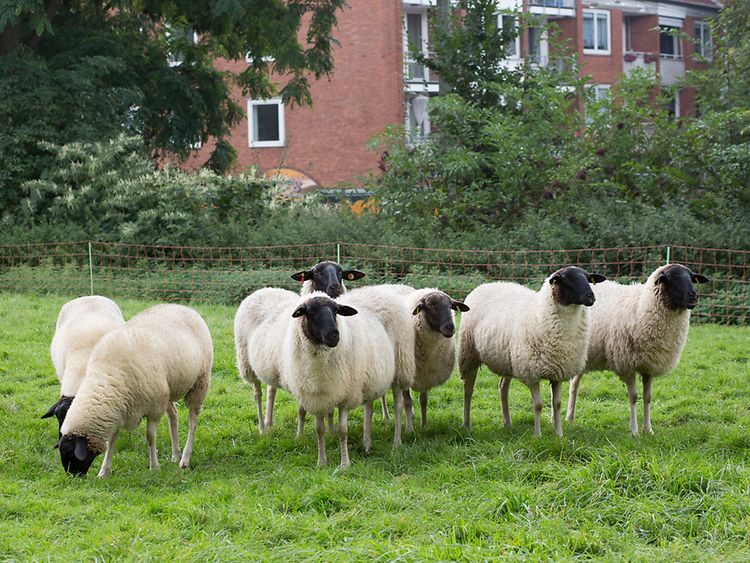  Wir waren wieder da – Schafe und Infozelt im September 2017