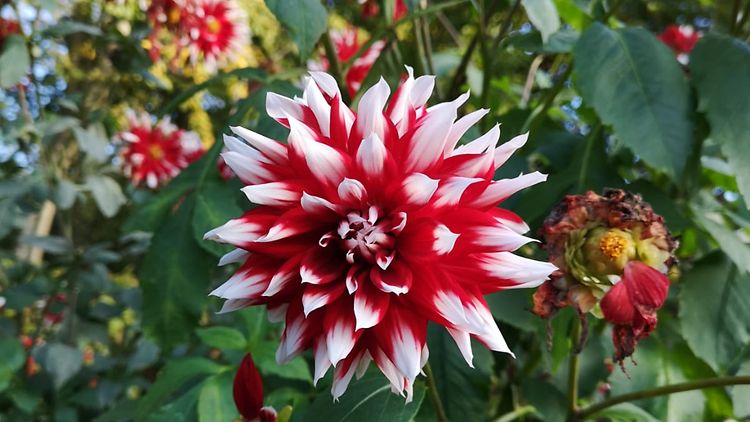  Rot-weiße Blume