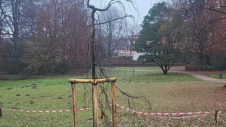  Hängebuche (Fagus sylvatica "Pendula") - Ersatzpflanzung im Ohlendorffs Park
