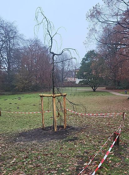 Hängebuche (Fagus sylvatica "Pendula") - Ersatzpflanzung im Ohlendorffs Park