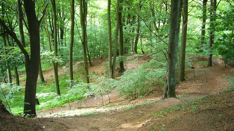  Waldartiger Baumbestand und ein bewegtes Relief bestimmen das Bild des Parks.