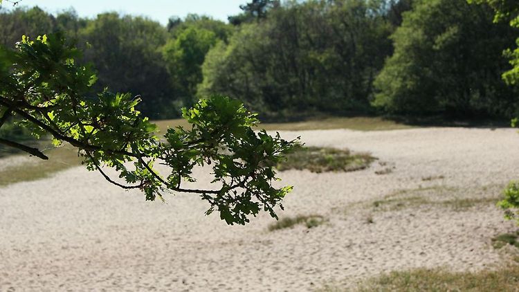  Die große Sanddüne ist ein besonderer Ort in dem abwechslungsreichen Naturschutzgebiet.