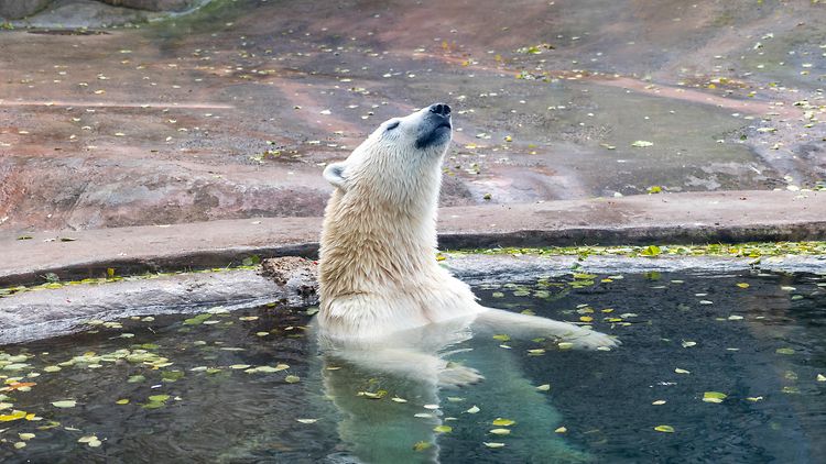  Ein Eisbär badet in einem Wasserbecken im Zoo
