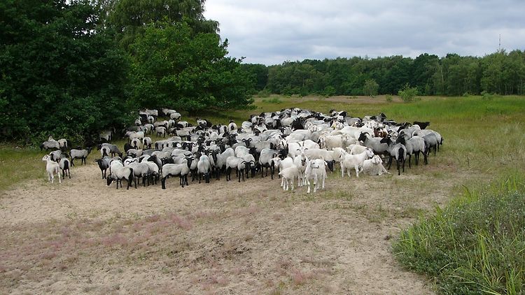 Schafe im Naturschutzgebiet