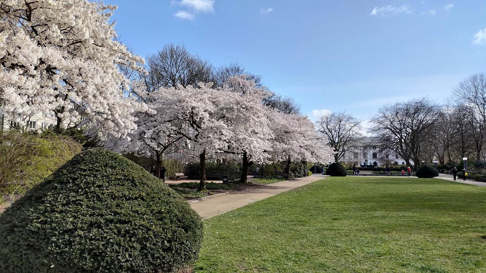 Blühende Kirschbäume auf dem Platz der Republik in Altona, im Hintergrund das Rathaus von Altona