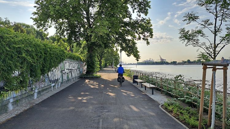  Ein Fahrradfahrer fährt einen Weg an der Elbe entlang