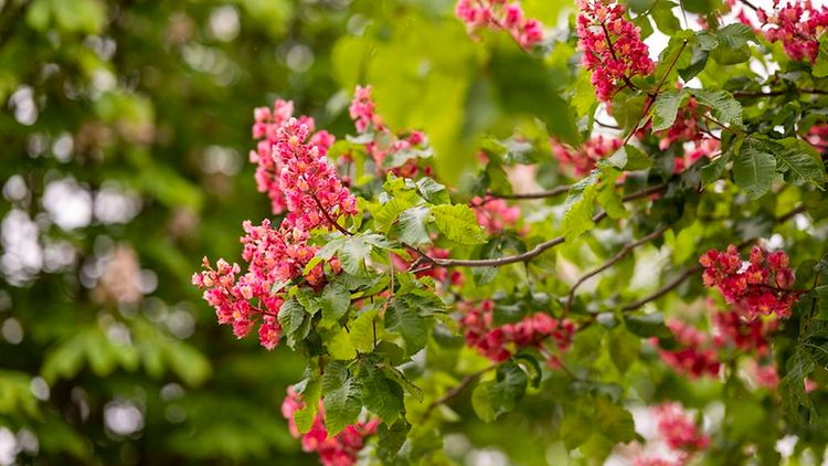  Blüten und Blätter einer Rotblühenden Rosskastanie 