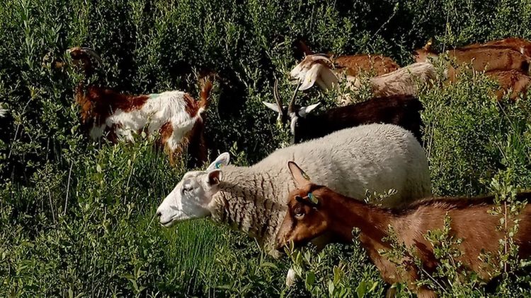  Einige Ziegen und ein Schaf laufen durch grüne Büsche.