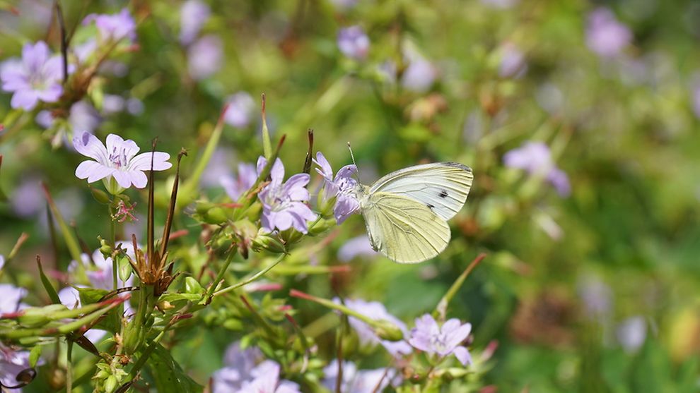 Ein weißer Schmetterling sitzt auf einer grünen Pflanze mit lila Blüten.