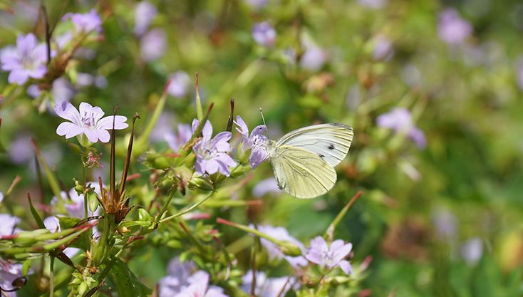 Ein weißer Schmetterling sitzt auf einer grünen Pflanze mit lila Blüten.