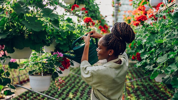  Eine junge, schwarze Frau ist seitlich von hinten zu sehen. Sie hält eine dunkelgrüne Gießkanne hoch, mit der sie eine Pflanze gießt. Im Hintergrund sind viele grüne Pflanzen zu sehen.