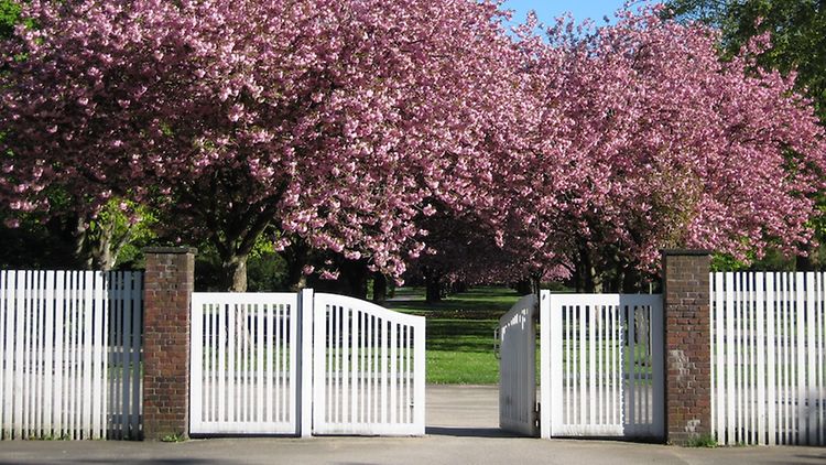 Haupteingang des Hauptfriedhofs mit Blick auf Kirschbäume in voller rosa Blütenpracht.