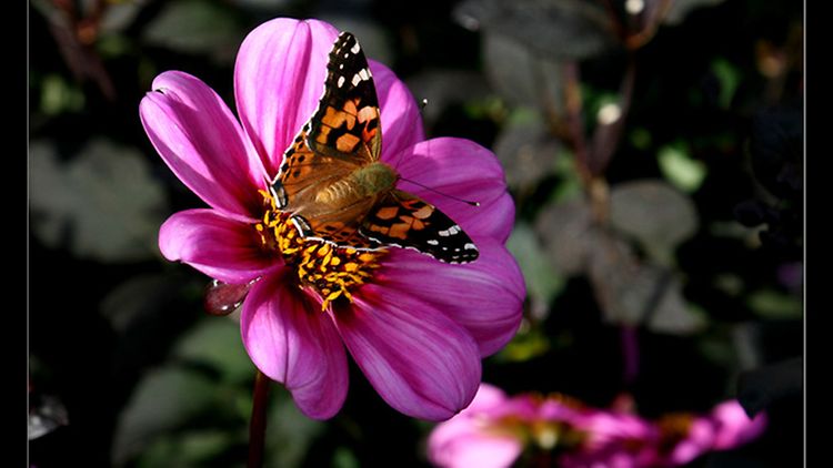  Dahlie mit Schmetterling