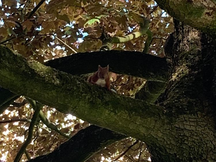  Eichhörnchen blickt von einem Ast
