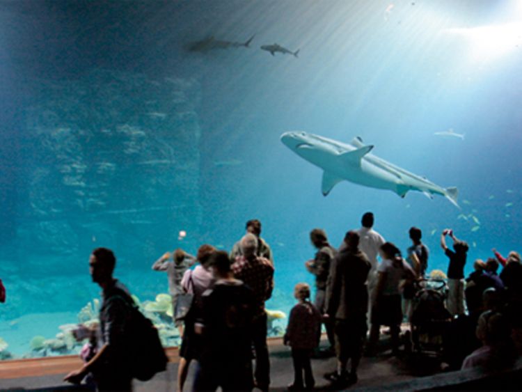  Haifischbecken im Tierpark und Tropen-Aquarium Hagenbeck