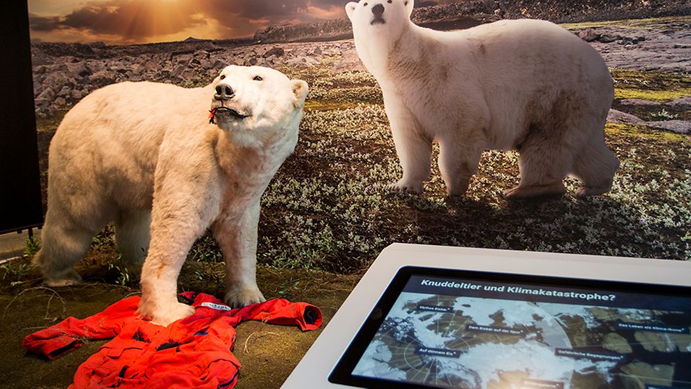 Eisbär-Exponat im Zoologisches Museum 