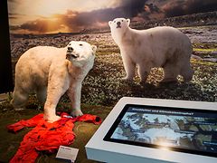  Eisbär-Exponat im Zoologisches Museum 