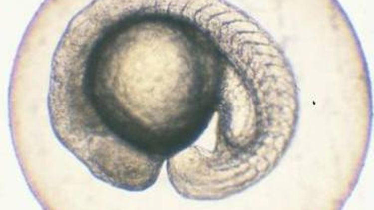 Zebrabärbling-embryo 24h