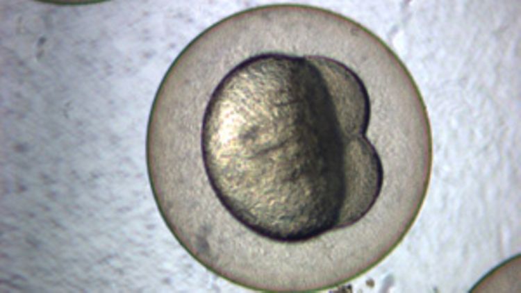 Zebrabärbling-embryo Zellstadium 2