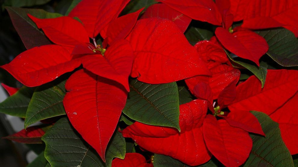 Weihnachtsstern (Euphorbia pulcherrima) - Kandidat 2012 / Platz 3