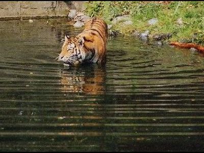  Ein Tiger steht Brusttief im Wasser.