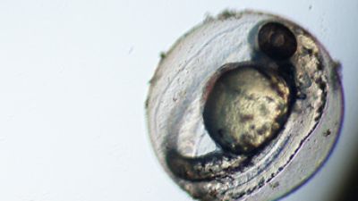  Der Embryo eines Zebrabärblings 