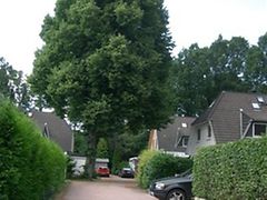  Straßenbaum