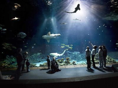  Großes Hai-Atoll im Tropen-Aquarium in Hagenbecks Tierpark