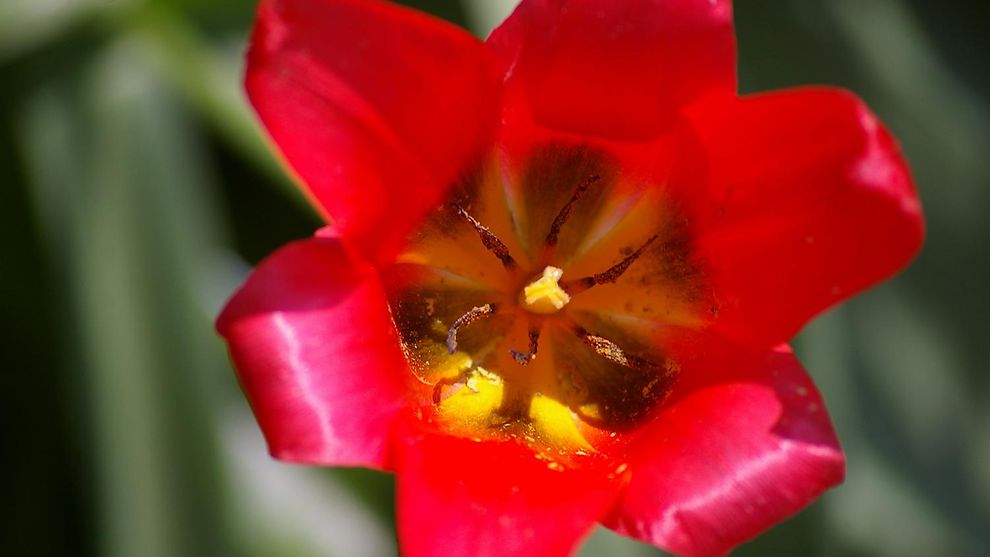 Tulpe (Tulipa sp.) - Kandidat 2013 / Platz 4