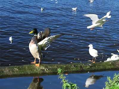  Flyer mit Informationen zur Fütterung von Wasservögeln